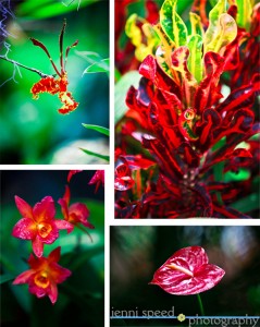 Vibrant Tropical Flowers wm
