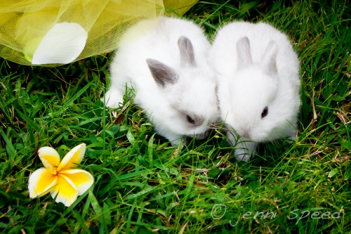 Spring Mini-twinbunnies